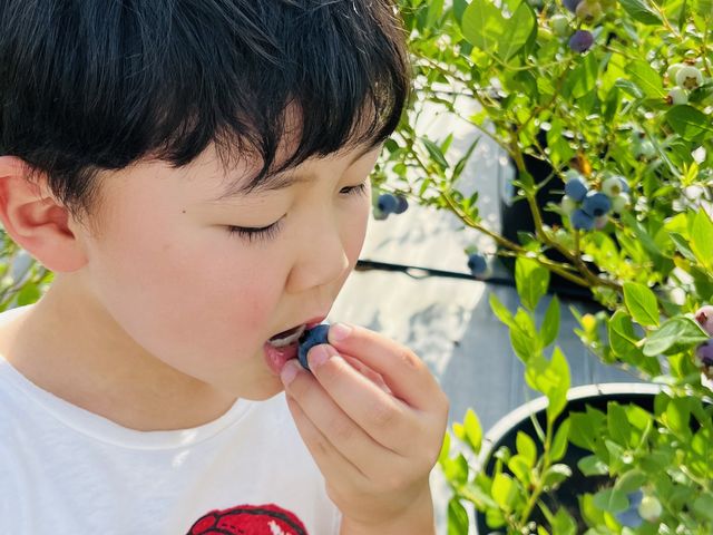 ブルーベリー農園 ふっこりーな