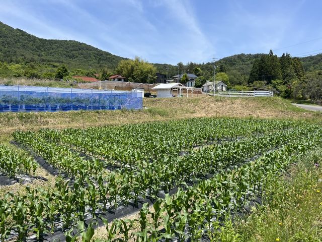 ブルーベリー農園 ふっこりーな