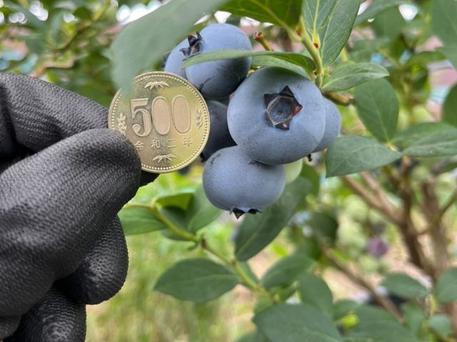ブルーベリー農園 ふっこりーな