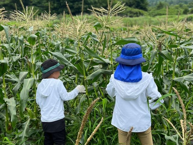 ブルーベリー農園 ふっこりーな