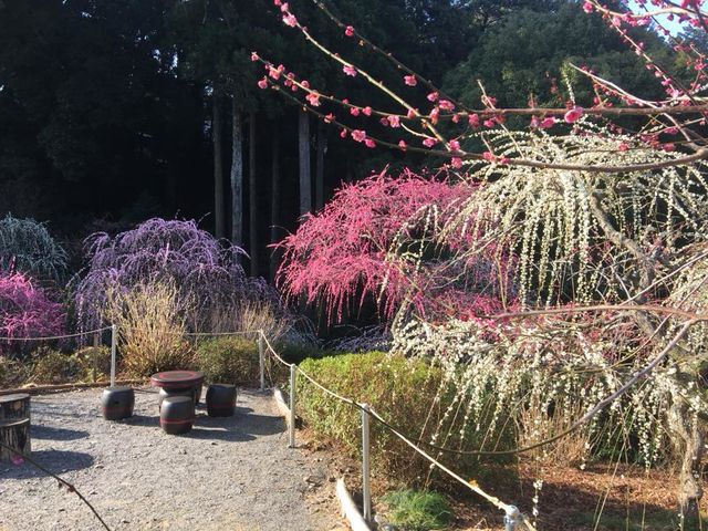 龍尾神社 しだれ梅