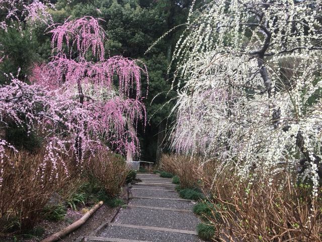 龍尾神社 しだれ梅