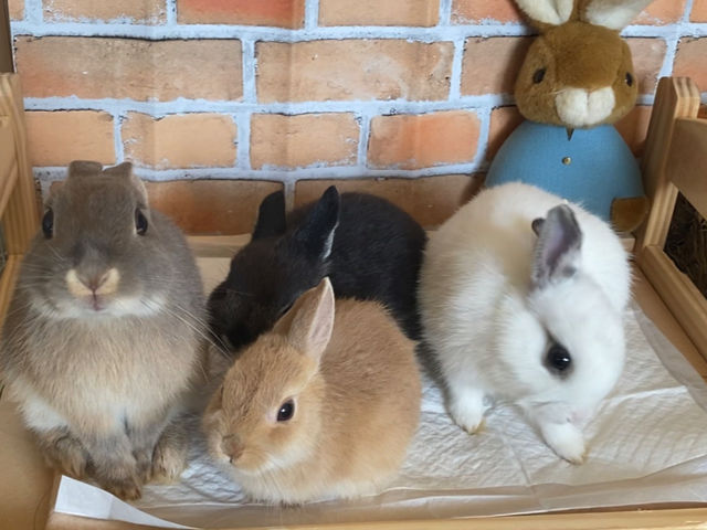 いろんなカラーのネザーランドドワーフがいます_ネザーランドドワーフ専門店うさんぽ&うさカフェ
