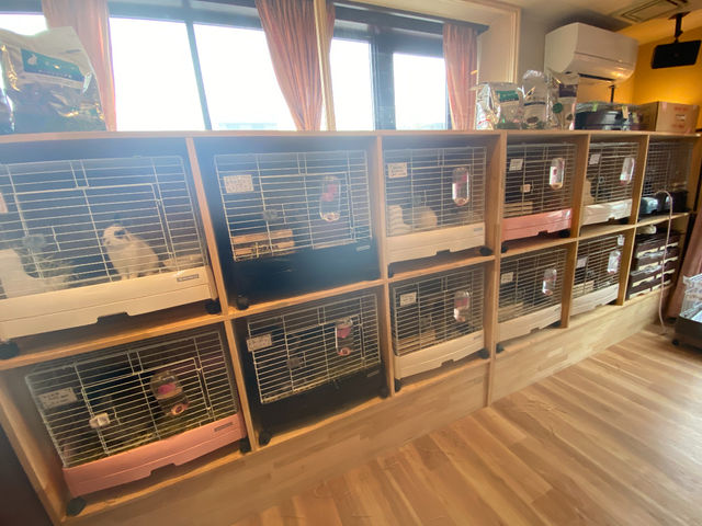 かわいいネザーランドドワーフのうさぎさんが沢山います。_ネザーランドドワーフ専門店うさんぽ&うさカフェ