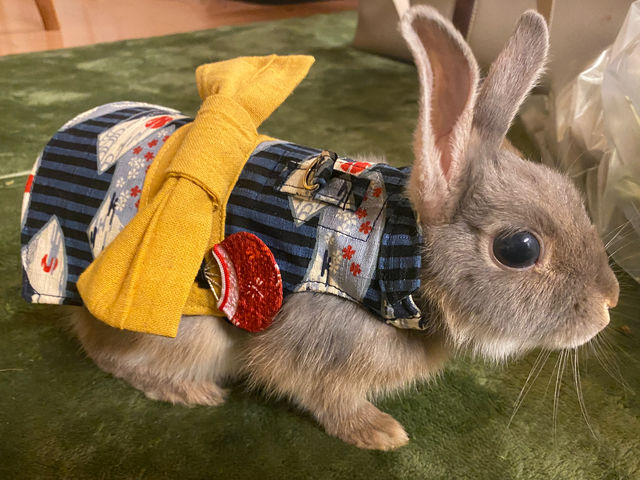 お洋服を着たうさぎさんもたまに登場_ネザーランドドワーフ専門店うさんぽ&うさカフェ