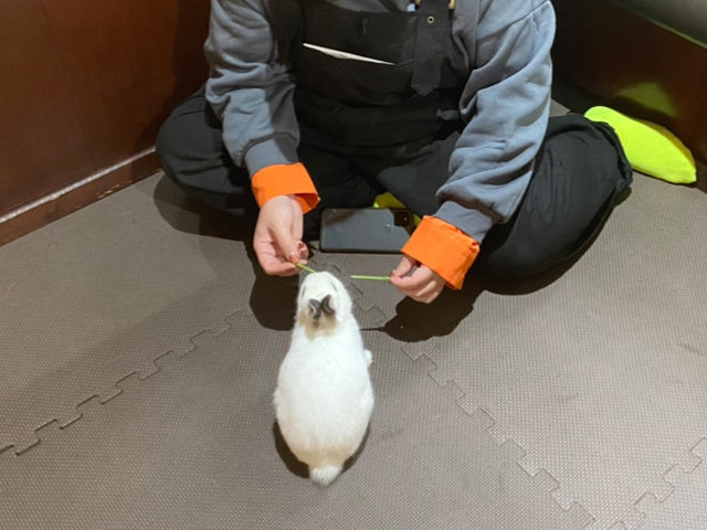 うさぎさんに餌やりも出来ます_ネザーランドドワーフ専門店うさんぽ&うさカフェ