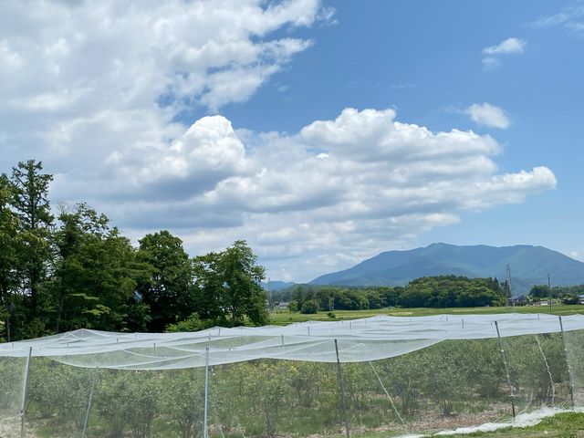 ブルーベリー畑
ネットの中で食べ放題_しなのブルーベリー農園