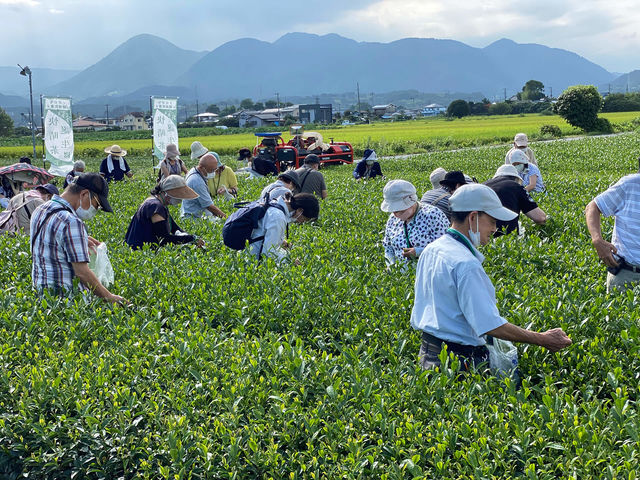 茶摘み体験の様子です♪_開成MyTea
