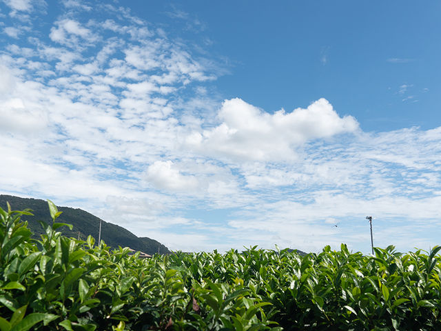 青空の下、茶畑が広がっております。_開成MyTea