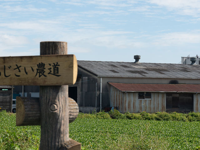 毎年6月には「あじさいまつり」が行われ、たくさんの方が訪れます。_開成MyTea
