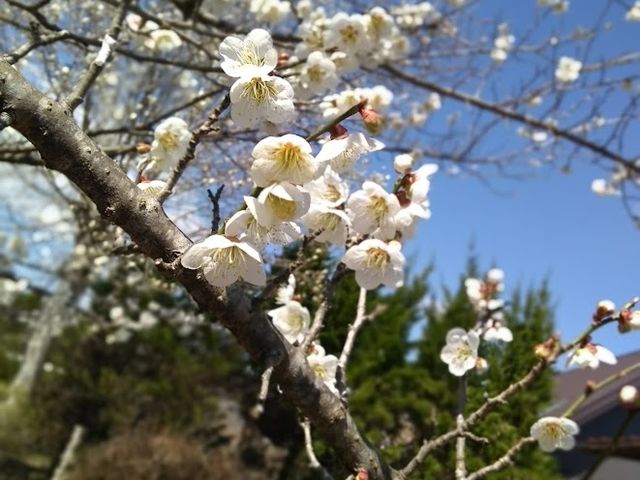 3月下旬〜4月上旬はお庭に梅の花が咲き誇ります_秋保コミンピング