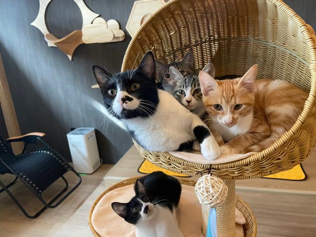 当店は看板猫ちゃん7匹と保護猫ちゃんがいます_ととのう猫カフェバーニャ
