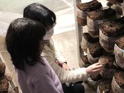 持田さんちの椎茸の写真2