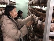 持田さんちの椎茸の写真3
