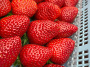 MoonLightFarmの写真4