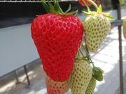 老蘇いちご園の写真2