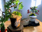 てのひら盆栽教室櫻苑の写真3