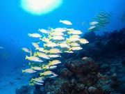 DIVE GIFTの写真4