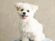 ペットと家族の写真館 STUDIO SIOの写真3