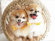 ペットと家族の写真館 STUDIO SIOの写真4