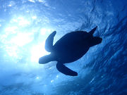 いよんちの写真3