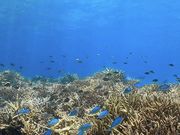 isola blue(イゾラブルー)の写真2