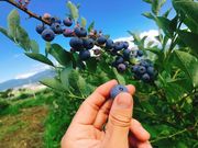 ブルーベリーの森 あづみのの写真2