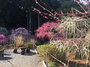 龍尾神社 しだれ梅の写真1