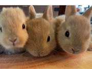 ネザーランドドワーフ専門店うさんぽ&うさカフェの写真4