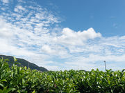 開成MyTeaの写真3