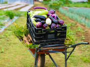 べジLIFE!!の写真3