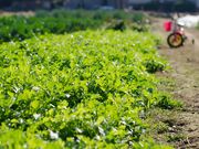 べジLIFE!!の写真4