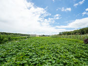 農園ステイ那須 Orageの那須畑の写真2