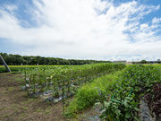 農園ステイ那須 Orageの那須畑の写真3