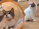 ととのう猫カフェバーニャの写真2
