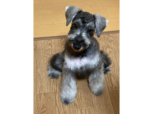 看板犬
ミニチュアシュナウザーのルイ
女の子です_タイル工房HYGGE