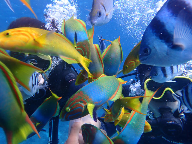 慶良間諸島はお魚に餌付けするだけで、こんなにもたくさん集まります!まさに乱舞!_真心ダイバーズ