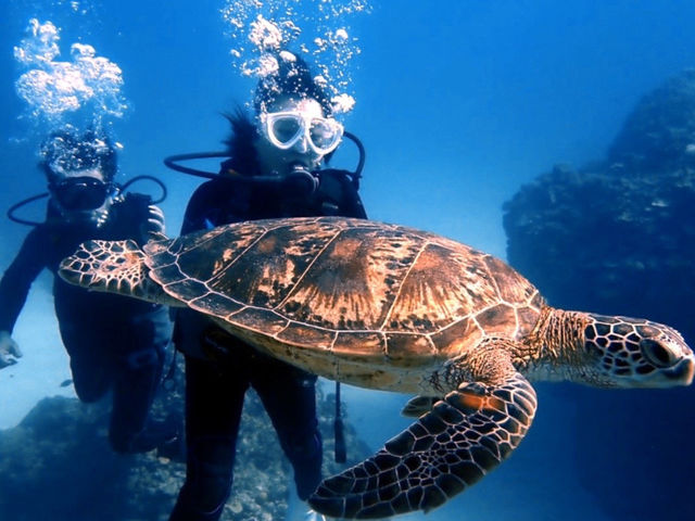 慶良間諸島でウミガメと泳げる体験ダイビングを体験してみよう_真心ダイバーズ