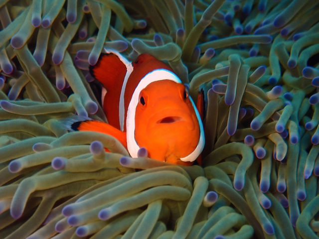 ニモ!
このお口が何とも可愛い_真心ダイバーズ