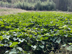 ムギマルファームの写真1