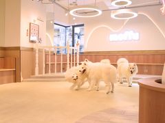 サモエドカフェmoffu大阪心斎橋の写真1