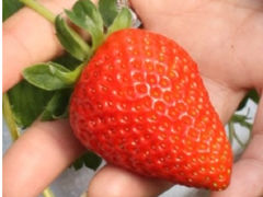 森の苺園の写真1