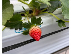 Merry Berry Farmの写真1