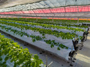 とよくにふぁーむ観光農園の写真4