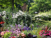 蓼科高原 バラクラ イングリッシュ ガーデンの写真2