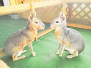 大山トム・ソーヤ牧場の写真3