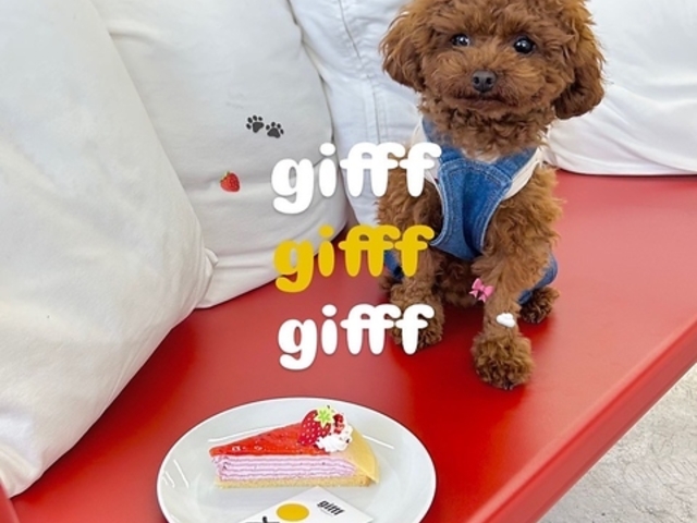 gifff ジフの写真1