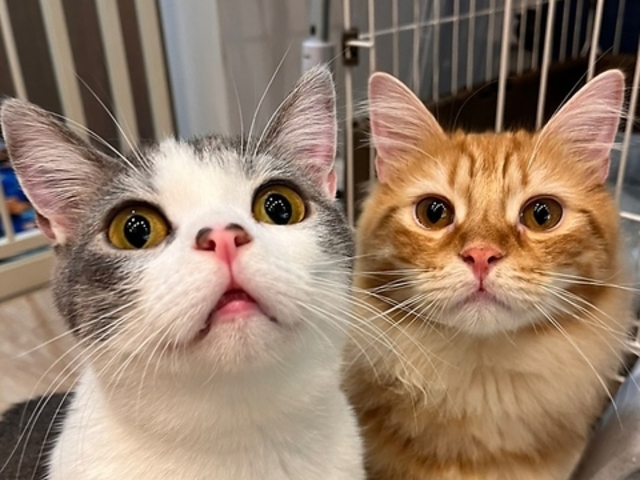 BAKENEKO CAFE バケネコ カフェの写真1