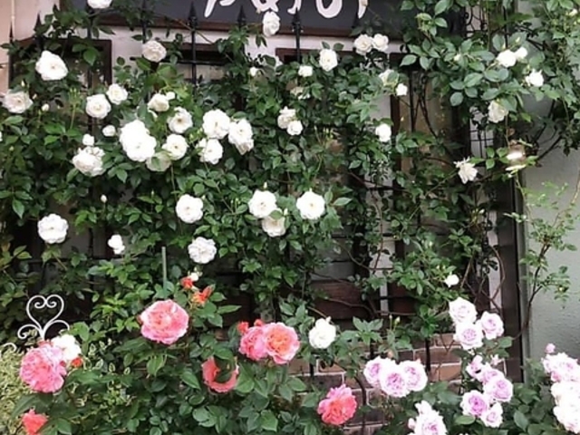 洋風居酒屋ゆめのの写真1