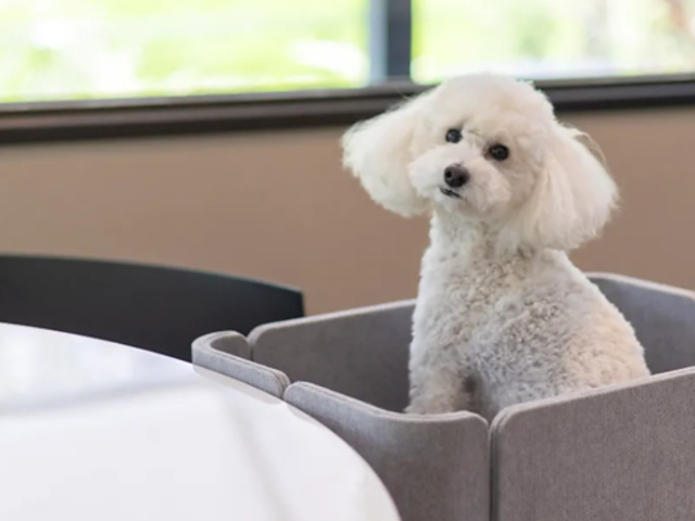 dog lounge yaburo ドッグラウンジヤブロの写真1